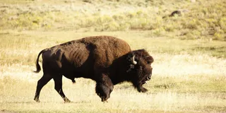 Yellowstone Wolf and Wildlife Watching Day Tour