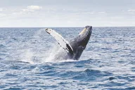Oahu Whale Watching Adventure 2 hr thumbnail 2