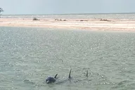 Everglades Shell Wildlife Eco Excursion thumbnail 4