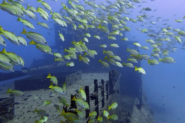 Oahu Deep Dive with Shipwreck and Reef - Image 1