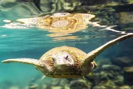 Hilo Introductory Scuba Dive thumbnail 2