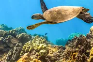 Maui Molokini & Turtle Town Snorkel Tour 5 hr thumbnail 1