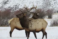 Jackson Hole Wildlife Tour in Grand Teton Park - 4 hr thumbnail 2