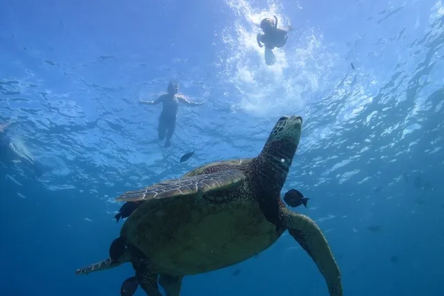Honolulu Snorkeling Tour at Turtle Canyon 3 hr - Image 3