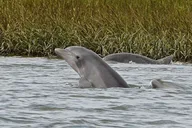 Hilton Head Dolphin Cruise at Sunset 90 min thumbnail 2