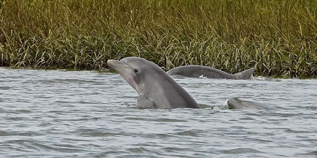 Hilton Head Dolphin Cruise at Sunset 90 min - Image 2