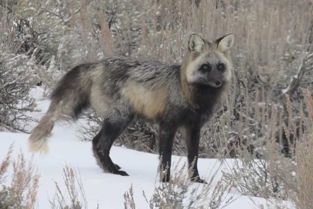 Jackson Hole Wildlife Tour - Half-Day - Image 2