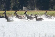 Bend Deschutes River Flatwater Kayaking Tour thumbnail 4