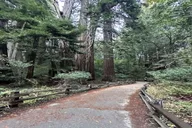 San Francisco City Tour with Muir Woods & Sausalito thumbnail 5