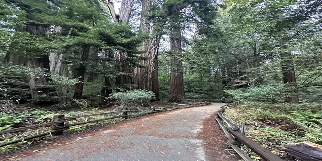 San Francisco City Tour with Muir Woods & Sausalito - Image 5