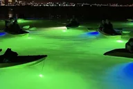 Sarasota Glass Bottom Kayak Night Tour thumbnail 3