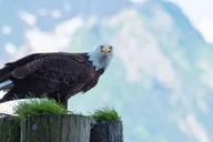 Seward Resurrection Bay Wildlife Cruise 4 hr thumbnail 4