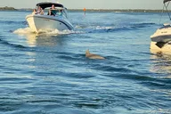 Cape Coral Dolphin Boat Tour thumbnail 3