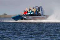 Homosassa Airboat Ride and Dolphin Watching thumbnail 3