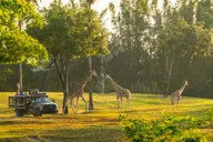 Tampa Serengeti Safari Tour 30 Min thumbnail 4