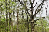 New Orleans Swamp and Bayou Boat Tour thumbnail 5