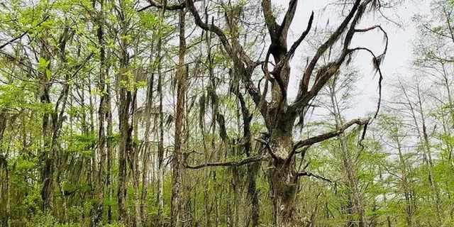New Orleans Swamp and Bayou Boat Tour - Image 5