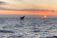 Kona Private Sunset Fishing Charter 4 hr thumbnail 6