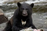 Ketchikan Bear Viewing Tour by Land and Sea thumbnail 1