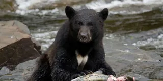 Ketchikan Bear Viewing Tour by Land and Sea