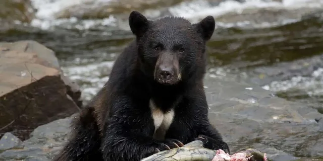 Ketchikan Bear Viewing Tour by Land and Sea - Image 1