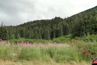 Bird Creek ATV Nature Tour & Hike in Chugach State Park thumbnail 3
