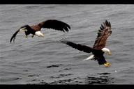 Ketchikan Sightseeing & Wildlife Boat Tour thumbnail 5