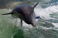 St. Pete Beach Dolphin Tour thumbnail 4