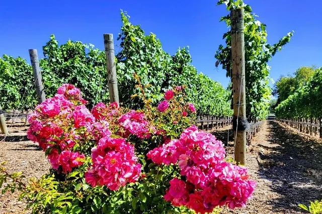 Santa Barbara Wine Tasting Tour from Los Angeles - Image 5