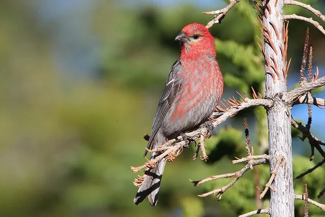 Salt Lake City Birding and Nature Expedition - Image 1