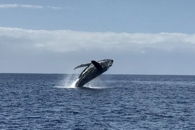 Kauai Whale Watching Adventure - Image 5