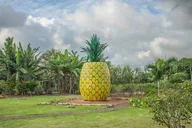 Honolulu Private Limousine Tour of Dole Plantation and North Shore thumbnail 5