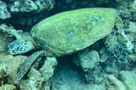 Kauai Scuba Diving South Shore Certified Diver 3 hr thumbnail 4