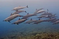 Kauai Scuba Diving for Beginners thumbnail 5