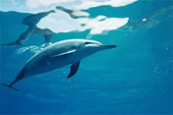 Oahu Swim with Dolphins Tour thumbnail 4