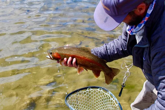 Yellowstone Wade Fishing Trip Full Day - Image 5