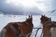 Jackson Grand Teton Winter Tour & Sleigh Ride thumbnail 2