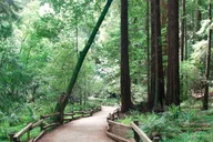 San Francisco Muir Woods and Hop-On Hop-Off Tour thumbnail 4