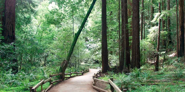 San Francisco Muir Woods and Hop-On Hop-Off Tour - Image 4