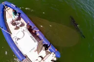 Monterey Bay Shark Watching Tour thumbnail 5