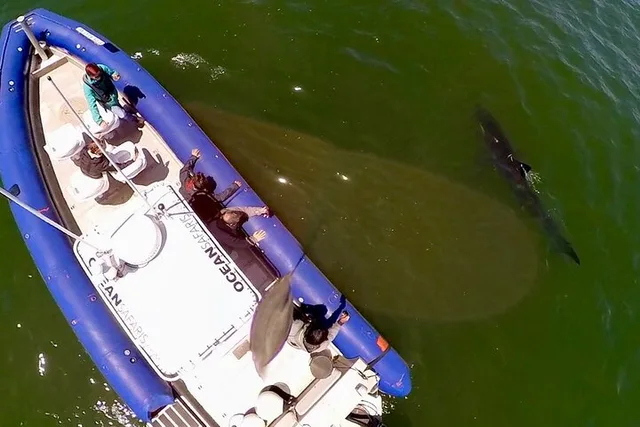 Monterey Bay Shark Watching Tour - Image 5