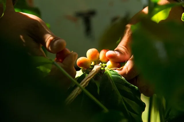 Kona Coffee Roasting Experience - Image 6