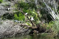 Crystal River Kings Bay Scenic Cruise thumbnail 4
