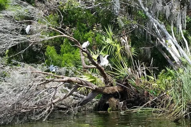 Crystal River Kings Bay Scenic Cruise - Image 4