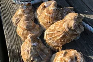 Southold Oyster Farm Tour thumbnail 6