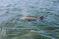 Pensacola Dolphin and Scenic Tour thumbnail 4