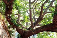 Charleston Historic Walking Tour thumbnail 5