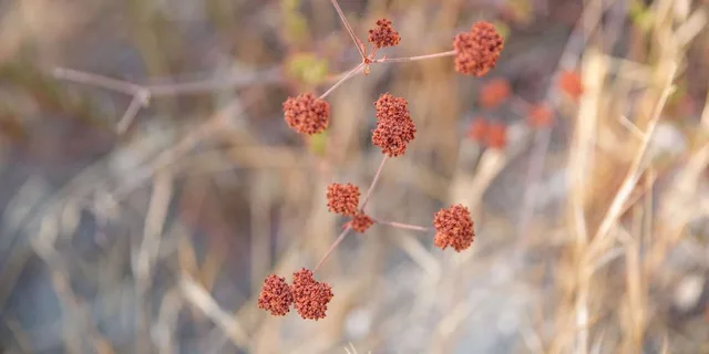San Luis Obispo Foraging Tour at Margarita Ranch - Image 4