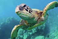 Las Vegas Shark Reef Aquarium Entry thumbnail 4