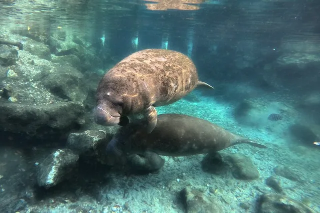 Crystal River Manatee Swim Tour - Image 3